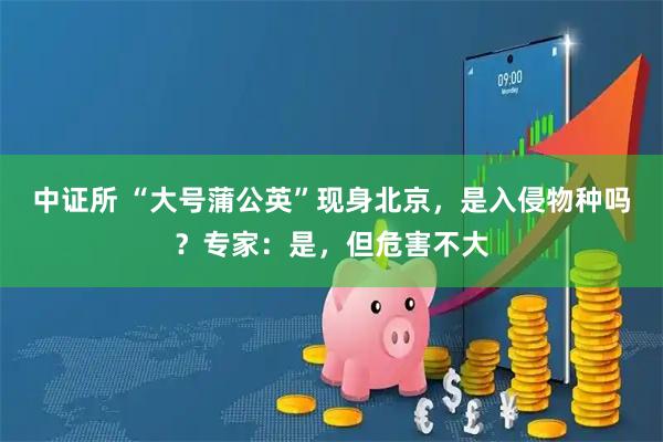 中证所 “大号蒲公英”现身北京，是入侵物种吗？专家：是，但危害不大